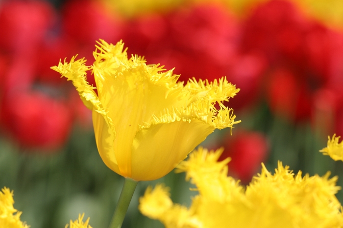 Tulipes a Morges 2007 - 061